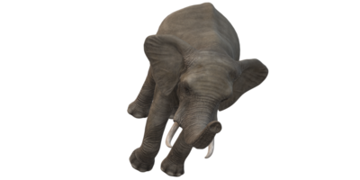 elefante aislado en un transparente antecedentes png