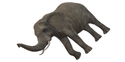 elefante isolato su un' trasparente sfondo png