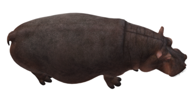 hippopotame isolé sur une transparent Contexte png