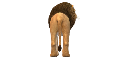 Lion isolé sur une transparent Contexte png