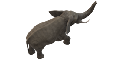 elefant isolerat på en transparent bakgrund png