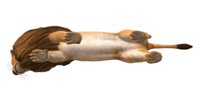 Lion isolé sur une transparent Contexte png