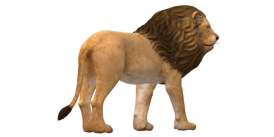 Lion isolated on a Transaprent Background png
