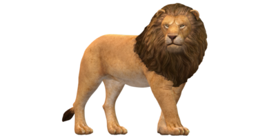 Lion isolé sur une transparent Contexte png