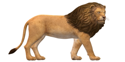 Lion isolé sur une transparent Contexte png