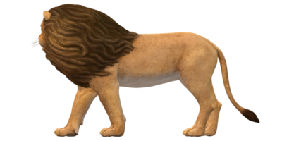 Lion isolé sur une transparent Contexte png