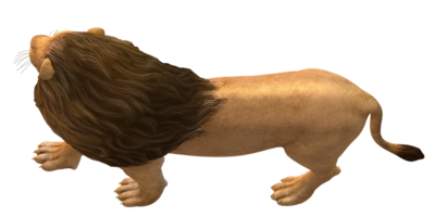 Lion isolé sur une transparent Contexte png