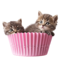 bébé tigré chatons ai-génératif png