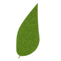 vert feuilles pour décorations png