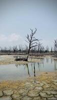 vernietigd mangrove Woud landschap, mangrove bossen zijn vernietigd en verlies van de uitbreiding van leefgebieden. uitbreiding van leefgebieden verwoesting de milieu, mangrove bossen degradatie video