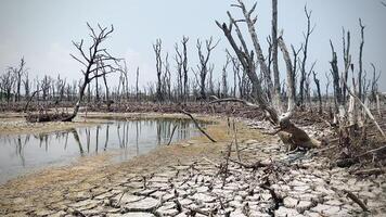 destruído mangue floresta cenário, mangue florestas estão destruído e perda a partir de a expansão do habitats. expansão do habitats destruição a meio ambiente, mangue florestas degradação video