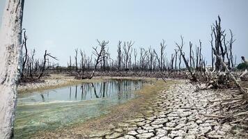 vernietigd mangrove Woud landschap, mangrove bossen zijn vernietigd en verlies van de uitbreiding van leefgebieden. uitbreiding van leefgebieden verwoesting de milieu, mangrove bossen degradatie video