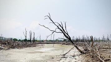 Destroyed mangrove forest scenery, Mangrove forests are destroyed and loss from the expansion of habitats. Expansion of habitats destruction the environment,mangrove forests degradation video