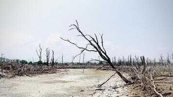 détruit mangrove forêt paysage, mangrove les forêts sont détruit et perte de le expansion de habitats. expansion de habitat destruction le environnement,mangrove les forêts dégradation video