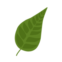 Green Leaves For Decorations png