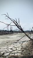 destruido mangle bosque escenario, mangle bosques son destruido y pérdida desde el expansión de hábitats. expansión de hábitats destrucción el Medio ambiente, manglares bosques degradación video