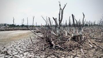 zerstört Mangrove Wald Landschaft, Mangrove Wälder sind zerstört und Verlust von das Erweiterung von Lebensräume. Erweiterung von Lebensräume Zerstörung das Umwelt, Mangroven Wälder Degradierung video