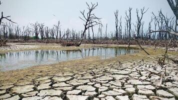 destruido mangle bosque escenario, mangle bosques son destruido y pérdida desde el expansión de hábitats. expansión de hábitats destrucción el Medio ambiente, manglares bosques degradación video