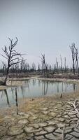 destruído mangue floresta cenário, mangue florestas estão destruído e perda a partir de a expansão do habitats. expansão do habitats destruição a meio ambiente, mangue florestas degradação video