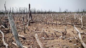 destruido mangle bosque escenario, mangle bosques son destruido y pérdida desde el expansión de hábitats. expansión de hábitats destrucción el Medio ambiente, manglares bosques degradación video