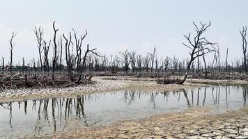 förstörd mangrove skog landskap, mangrove skogar är förstörd och förlust från de expansion av livsmiljöer. expansion av livsmiljöer förstörelse de miljö, mangrove skogar degradering video