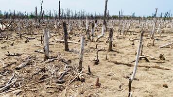 destruído mangue floresta cenário, mangue florestas estão destruído e perda a partir de a expansão do habitats. expansão do habitats destruição a meio ambiente, mangue florestas degradação video