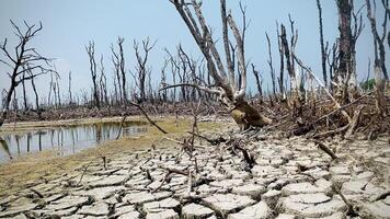 förstörd mangrove skog landskap, mangrove skogar är förstörd och förlust från de expansion av livsmiljöer. expansion av livsmiljöer förstörelse de miljö, mangrove skogar degradering video