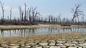 destruído mangue floresta cenário, mangue florestas estão destruído e perda a partir de a expansão do habitats. expansão do habitats destruição a meio ambiente, mangue florestas degradação video