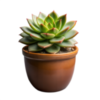 Healthy Green Succulent in Terracotta Pot png