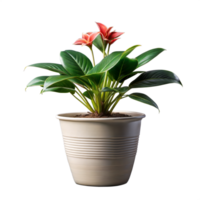 Potted Plant With Red Flowers png