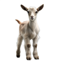 Baby goat standing on a transparent background. png