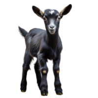 Baby goat standing near transparent background png