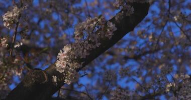 en långsam rörelse av körsbär blomma svängande vind i vår solig dag video