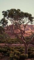 boom staand in veld- met Nevada bergen video