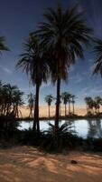 Palm Trees and Water Body at Night video