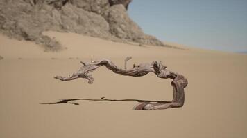 uma árvore ramo dentro a areia com uma montanha dentro a fundo. quente deserto video
