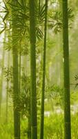 denso grappolo di bambù alberi nel un' foresta, verticale video