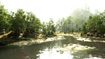 un río corriendo mediante un bosque lleno con arboles video