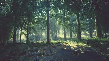 un' lussureggiante verde foresta con alto e abbondante alberi video