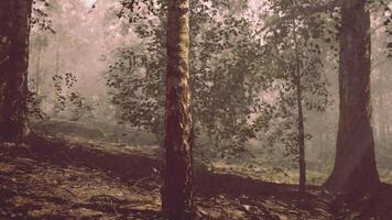 un' foresta pieno con molte di alto alberi video