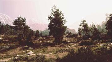 uma pitoresco panorama com árvores e montanhas dentro a fundo video