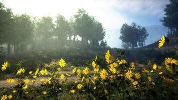 un' bellissimo campo di giallo fiori con alberi nel il sfondo video