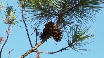 Pine Tree Background video