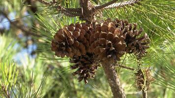 Pine Tree Background video