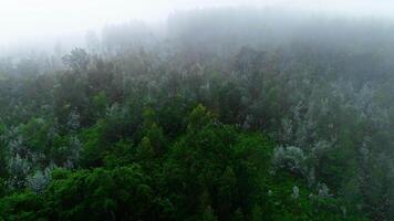 floresta de pinheiros de cima video