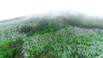 pino albero foresta a partire dal sopra video