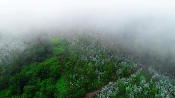 floresta de pinheiros de cima video