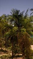Palme Bäume durch Wasser video