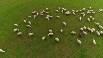 ovejas pasto en el campo video