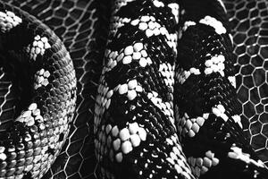 ai generado negro y blanco serpiente piel foto